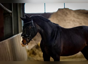 Altri cavalli a sangue caldo, Castrone, 3 Anni, 165 cm, Morello