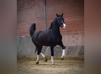 Altri cavalli a sangue caldo, Castrone, 3 Anni, 165 cm, Morello