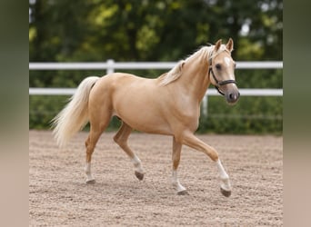 Altri cavalli a sangue caldo, Castrone, 3 Anni, 166 cm, Palomino