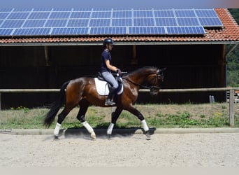 Altri cavalli a sangue caldo, Castrone, 3 Anni, 167 cm, Baio