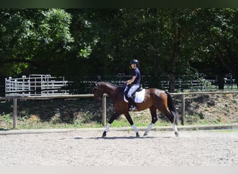 Altri cavalli a sangue caldo, Castrone, 3 Anni, 167 cm, Baio
