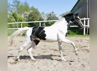 Altri cavalli a sangue caldo, Castrone, 3 Anni, 168 cm, Pezzato