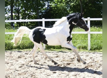 Altri cavalli a sangue caldo, Castrone, 3 Anni, 168 cm, Pezzato