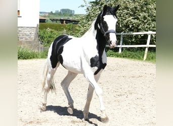 Altri cavalli a sangue caldo, Castrone, 3 Anni, 168 cm, Pezzato