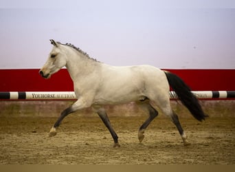 Altri cavalli a sangue caldo, Castrone, 4 Anni, 105 cm, Bianco