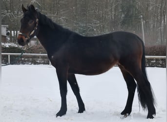 Altri cavalli a sangue caldo, Castrone, 4 Anni, 150 cm, Baio scuro