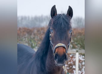 Altri cavalli a sangue caldo, Castrone, 4 Anni, 150 cm, Baio scuro