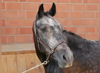 Altri cavalli a sangue caldo, Castrone, 4 Anni, 154 cm