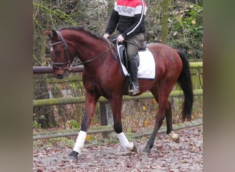 Altri cavalli a sangue caldo, Castrone, 4 Anni, 155 cm, Baio