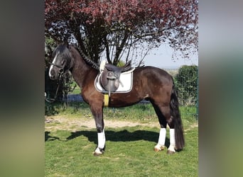Altri cavalli a sangue caldo, Castrone, 4 Anni, 155 cm, Morello