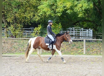 Altri cavalli a sangue caldo, Castrone, 4 Anni, 156 cm, Pezzato