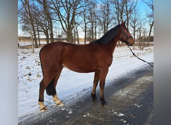 Altri cavalli a sangue caldo, Castrone, 4 Anni, 160 cm, Baio