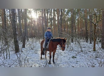 Altri cavalli a sangue caldo, Castrone, 4 Anni, 160 cm, Baio