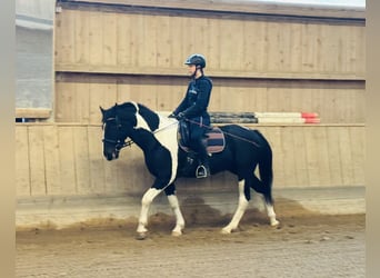 Altri cavalli a sangue caldo, Castrone, 4 Anni, 160 cm, Pezzato