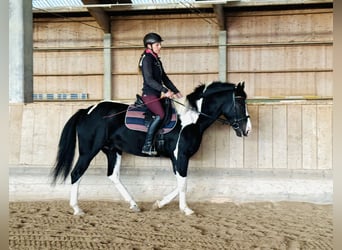 Altri cavalli a sangue caldo, Castrone, 4 Anni, 160 cm, Pezzato