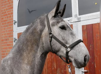 Altri cavalli a sangue caldo, Castrone, 4 Anni, 162 cm