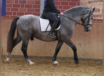 Altri cavalli a sangue caldo, Castrone, 4 Anni, 162 cm