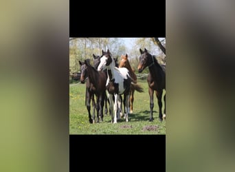 Altri cavalli a sangue caldo, Castrone, 4 Anni, 164 cm, Pezzato