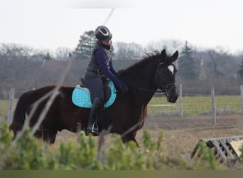 Altri cavalli a sangue caldo, Castrone, 4 Anni, 165 cm, Morello