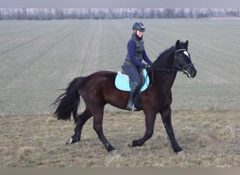 Altri cavalli a sangue caldo, Castrone, 4 Anni, 165 cm, Morello