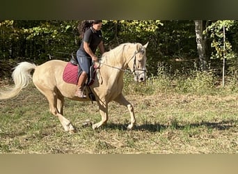 Altri cavalli a sangue caldo, Castrone, 4 Anni, 165 cm, Palomino