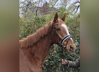 Altri cavalli a sangue caldo, Castrone, 4 Anni, 165 cm, Sauro