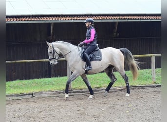 Altri cavalli a sangue caldo, Castrone, 4 Anni, 166 cm, Grigio