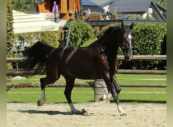 Altri cavalli a sangue caldo, Castrone, 4 Anni, 166 cm, Morello