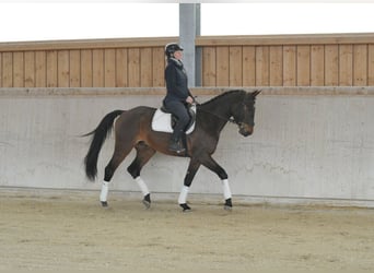 Altri cavalli a sangue caldo, Castrone, 4 Anni, 167 cm, Baio