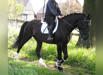 Altri cavalli a sangue caldo, Castrone, 4 Anni, 167 cm, Baio nero