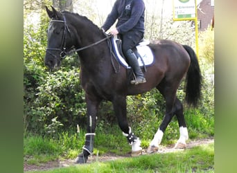 Altri cavalli a sangue caldo, Castrone, 4 Anni, 167 cm, Baio nero