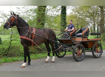Altri cavalli a sangue caldo, Castrone, 4 Anni, 167 cm, Baio nero