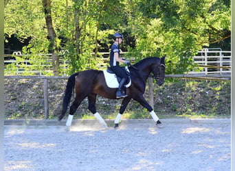 Altri cavalli a sangue caldo, Castrone, 4 Anni, 167 cm, Baio nero