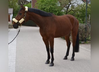 Altri cavalli a sangue caldo, Castrone, 4 Anni, 168 cm, Baio
