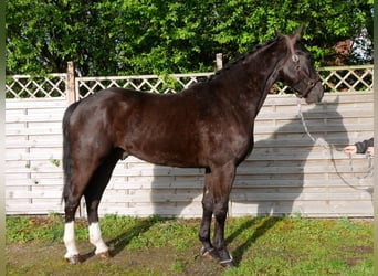 Altri cavalli a sangue caldo, Castrone, 4 Anni, 168 cm