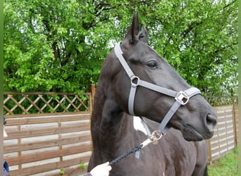 Altri cavalli a sangue caldo, Castrone, 4 Anni, 168 cm