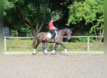 Altri cavalli a sangue caldo, Castrone, 4 Anni, 168 cm, Grigio
