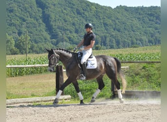 Altri cavalli a sangue caldo, Castrone, 4 Anni, 168 cm, Leardo