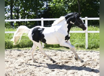 Altri cavalli a sangue caldo, Castrone, 4 Anni, 168 cm, Pezzato