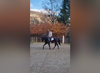 Altri cavalli a sangue caldo, Castrone, 4 Anni, 170 cm, Morello