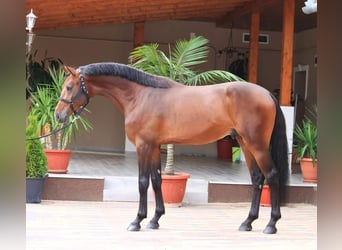 Altri cavalli a sangue caldo, Castrone, 4 Anni, 173 cm, Baio ciliegia