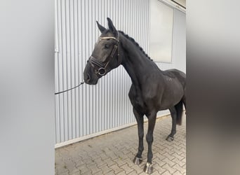 Altri cavalli a sangue caldo, Castrone, 4 Anni, Morello