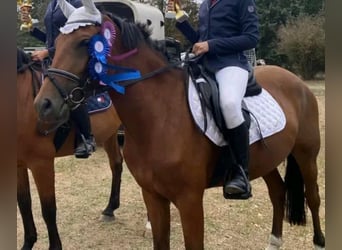 Altri cavalli a sangue caldo, Castrone, 5 Anni, 152 cm, Baio