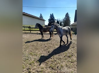 Altri cavalli a sangue caldo, Castrone, 5 Anni, 152 cm, Grigio pezzato