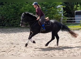 Altri cavalli a sangue caldo, Castrone, 5 Anni, 155 cm, Grigio ferro