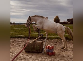 Altri cavalli a sangue caldo, Castrone, 5 Anni, 155 cm, Grigio rossastro