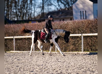 Altri cavalli a sangue caldo, Castrone, 5 Anni, 155 cm, Pezzato