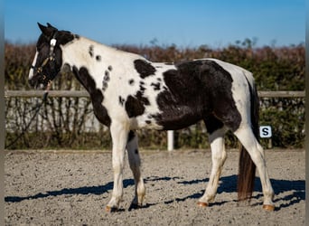 Altri cavalli a sangue caldo, Castrone, 5 Anni, 155 cm, Pezzato