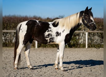 Altri cavalli a sangue caldo, Castrone, 5 Anni, 155 cm, Pezzato