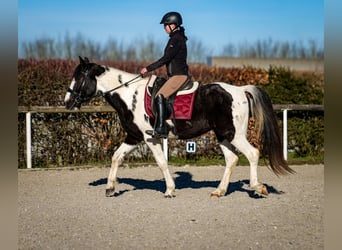 Altri cavalli a sangue caldo, Castrone, 5 Anni, 155 cm, Pezzato